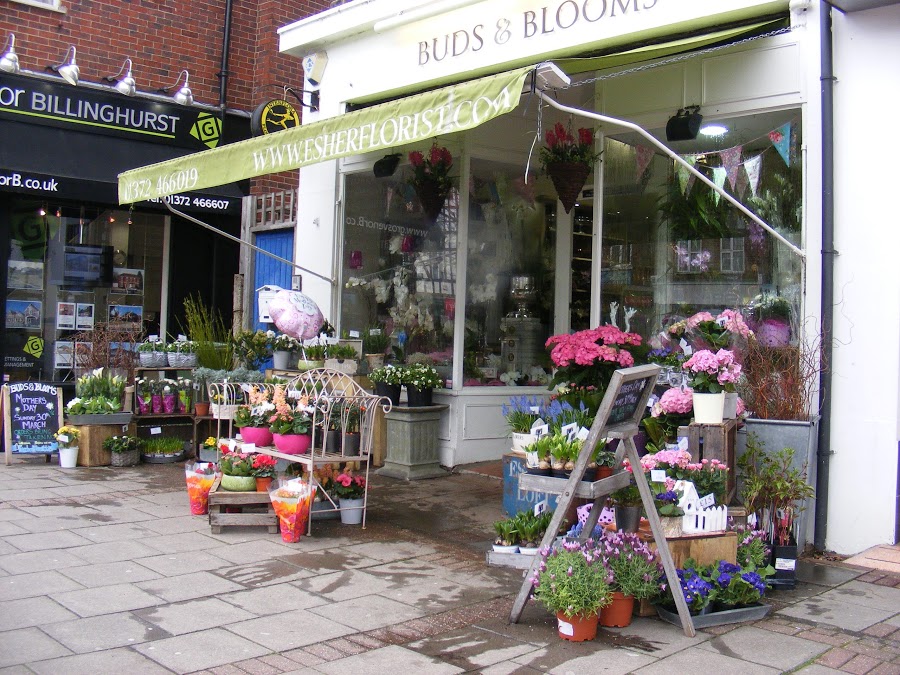 Buds and Blooms of Esher